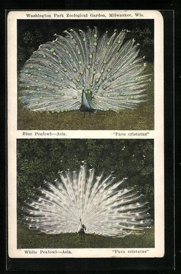 AK Milwaukee, Wis., Washington Park Zoological Gardens, Blue and white Peafowl 