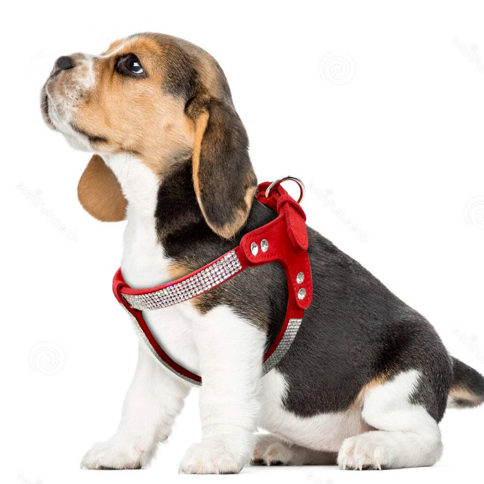 Hundegeschirr Kleine Hunde Strass Brustgeschirr Wildleder Chihuahua 35-60cm S-L  - Bild 3 von 4