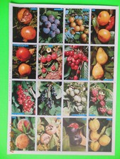 1 PLANCHE ANCIENNE IMAGES SCOLAIRES - N° 185 - LES FRUITS - ARNAUD - NEUVE