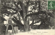 CPA VILLENNES-Le Sophora (260328)