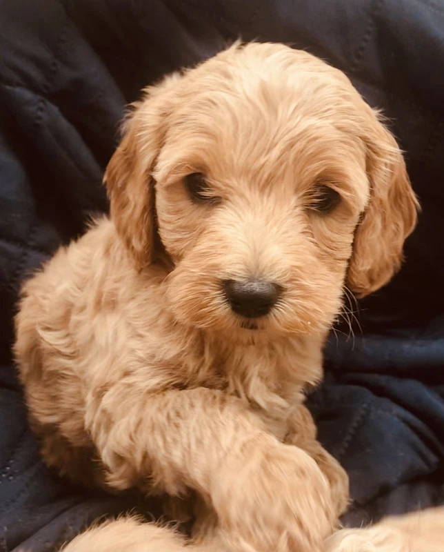 spoodle puppies for sale gumtree