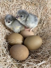 6 Lavender Olive Egger Hatching Eggs, FLF Line