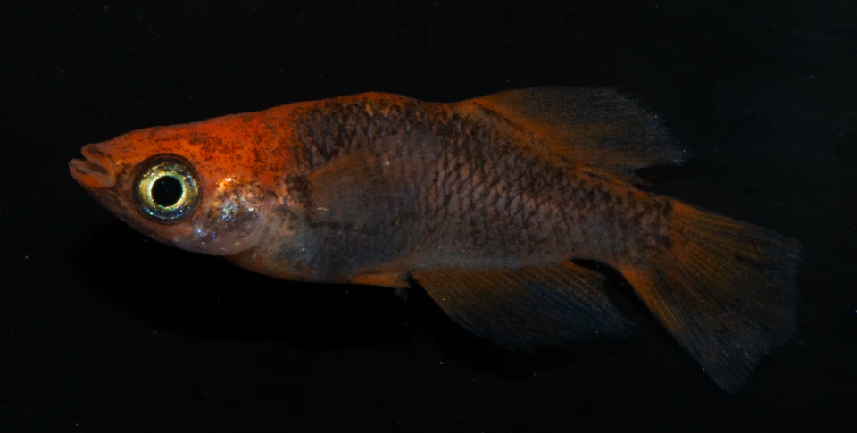 Medaka, Eier, Reisfische , Beniajami  Oryzias latipes - Bild 2 von 4