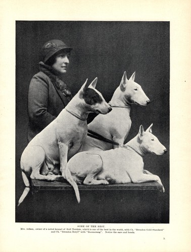 1930s Vintage Bull Terrier Print Brendon Champions & Mrs Adams 6894c