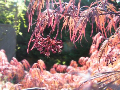 Japanese Maple Weeping Tree Cuttings – Garnet Variety, 4+4 Cuttings For Rooting & Grafting (Unrooted)