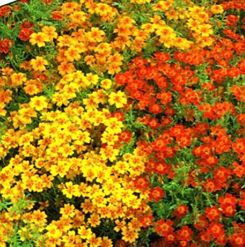 Saatgut 40-400 Samen STUDENTENBLUMEN ZWERG-MISCHUNG 20cm Blütenteppich Sommer - Afbeelding 1 van 2