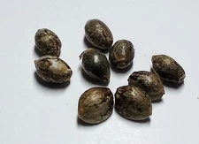 Hemp Seeds Birds Food & Planting - Natural Hemp Seeds (60 Seeds for $30 dollars)