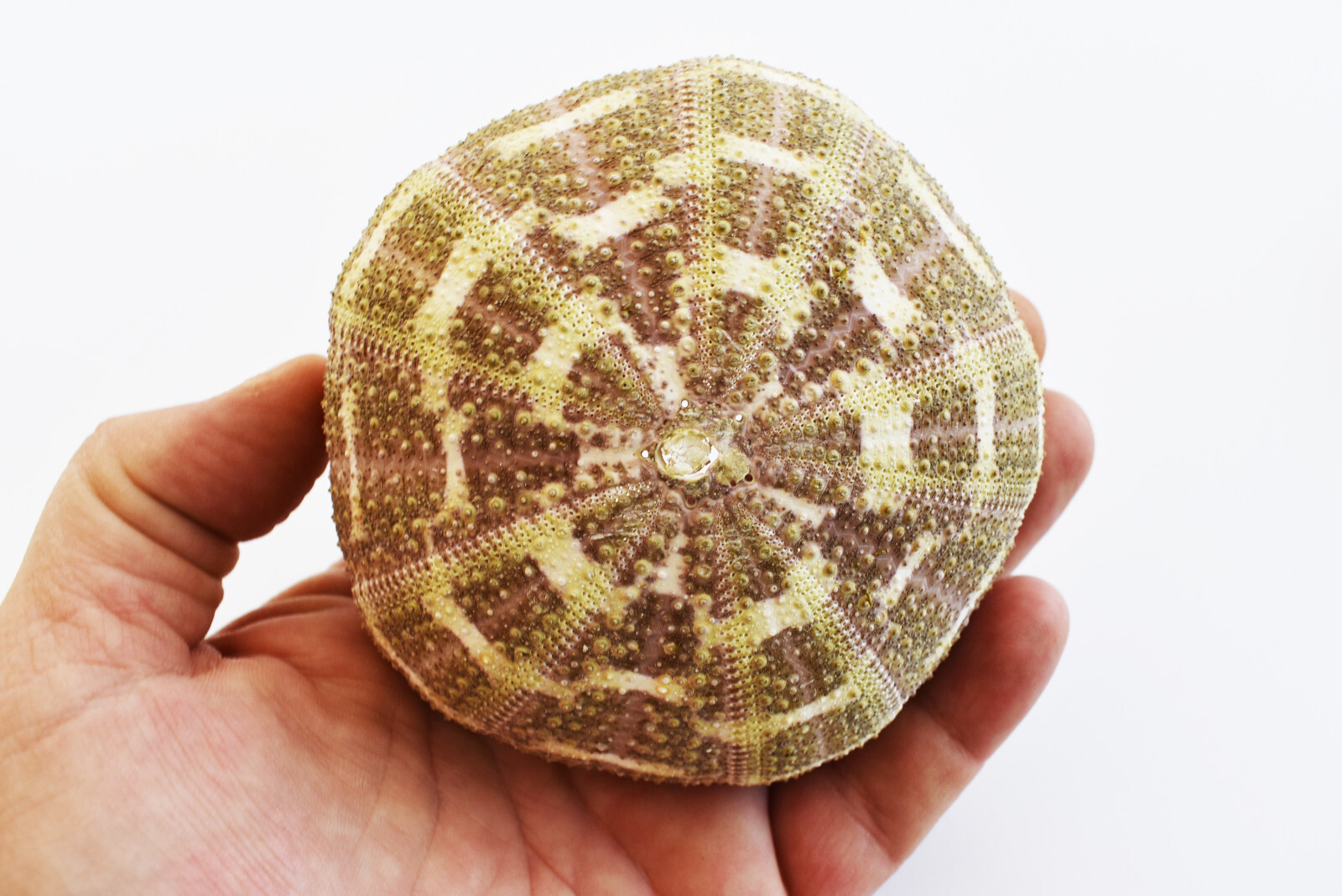 3 Beautiful Small Alfonso Gator Sea Urchins 34" Beach Crafts Air Plant