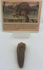 Spinosaurus Teeth Dinosaur F0SSIL Before T Rex Cretaceous J947