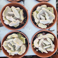 1 x  Random Echeveria Thriller Pearl - Succulent