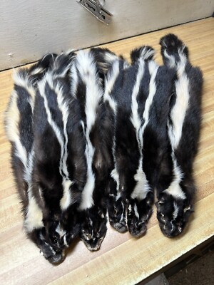 Tanned Skunk # 1 Grade Fresh in from Canada ID Tag Red You Are Buying Only One