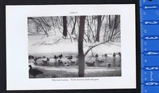 North American Ducks & Geese on an Icy Pond -1934 Scientific Print