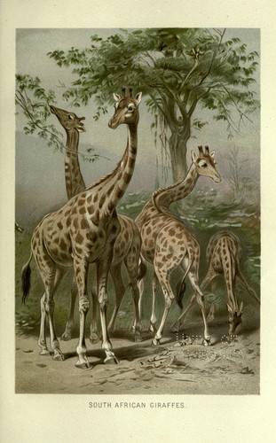 The Royal Natural History – Vintage Magazines 6 Volumes, 6 ebooks 1 DVD Animals - Imagen 3 de 12