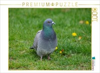 Calvendo Puzzle A Pigeon In The Meadow | 1000 Pieces, Finished Size 25.2 × 18.9