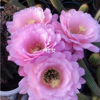 Cactus Succulent Plant Home Garden beautiful flowering Plants 6cm