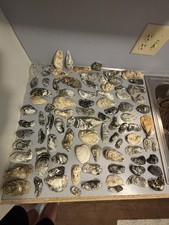 Lot of 100 Atlantic Oyster Shells more 2 -6 for crafters and decor, cleaned