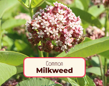 425+ Common Milkweed Seeds (Asclepias Syriaca) Native Monarch Butterfly Flower