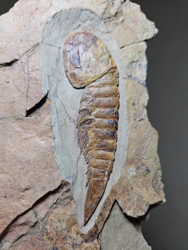 Rare Arthropod Fossil Tremaglaspis sp.Ordovican fezouata Morocco