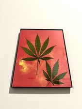Real Cannabis Plant Leaves Framed, Wall Decor - 8.5x11.5