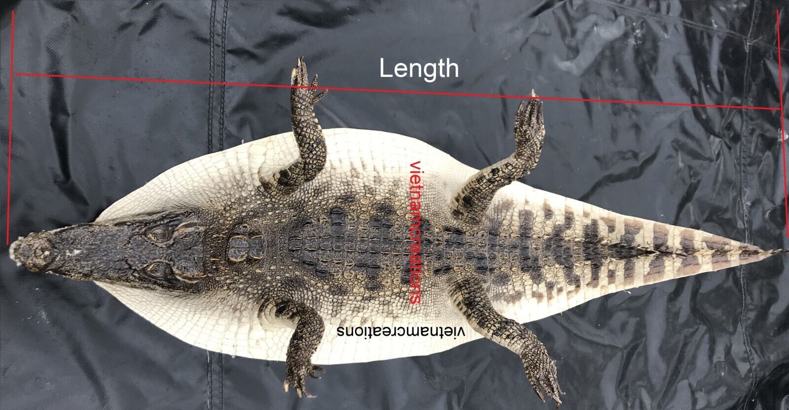 Himalayan Genuine Real Crocodile Leather Skin Hide Exotic Pelt Taxidermy  Belly