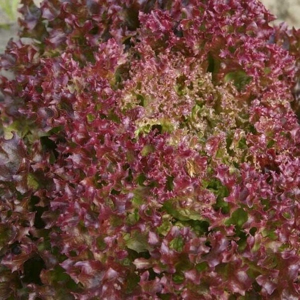 300 GRAINES Laitue À Couper LOLLO ROSSA - Rouge Vif, Frisée & Repousse - Photo 1/1