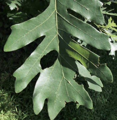 Quercus x megaleia - Hybrid oak | Megaleia oak