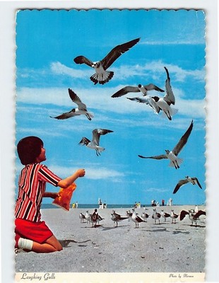Postcard Kid Feeding the Gulls on the Beach Florida USA