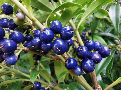 Sarcococca hookeriana, Pink Christmas Box, fragrant flowering shrub, 5cm |  eBay