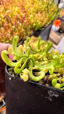 Sarracenia -    Jerry Addington Veinless/Heterophylla Purp   WHOLE POT!!!!