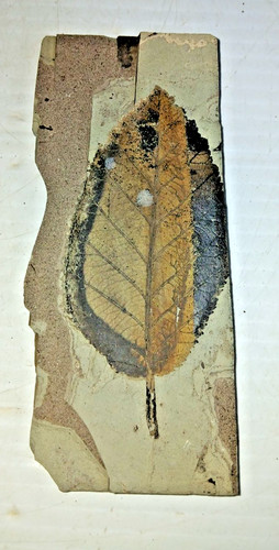 Eocene Leaf Fossil Green River Formation?