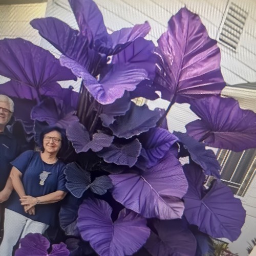 circa 100 pezzi semi di fiori di caladio colore raro perenne giardino all'aperto bonsai - Foto 27 di 28