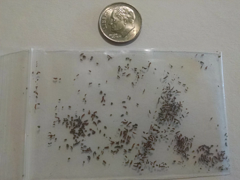 100 sementes de eucalipto limão - Corymbia citriodora - Sementes de árvores medicinais perfumadas - Imagem 2 de 4