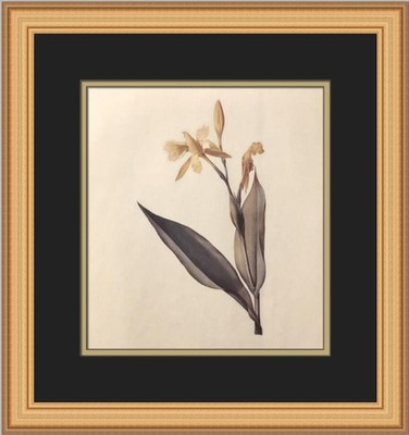 P.J. Redoute Canna Flaccida Custom Framed Print