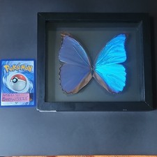 Morpho didius Butterfly Specimen Framed Displ...