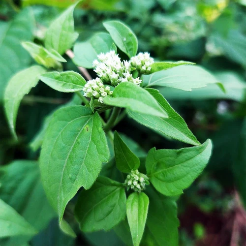 Dried Calea Zacatechichi Plant Lucid Dream Herbal Plant Pure 100% Organic Plant