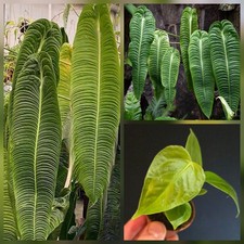 Anthurium veitchii. King Of Anthuriums. 6cm Pot. Small Plant. Fast Growing 