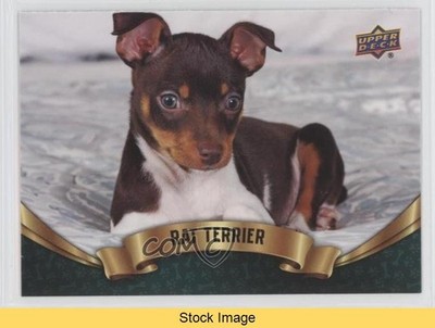 2018 Upper Deck Canine Collection Puppy Variant Rat Terrier #310 READ 08yo