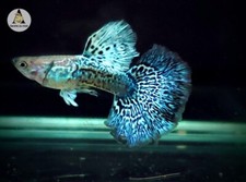 1 Trio - Blue Dragon Indo Live Guppy Fish Grade A High Quality VIP