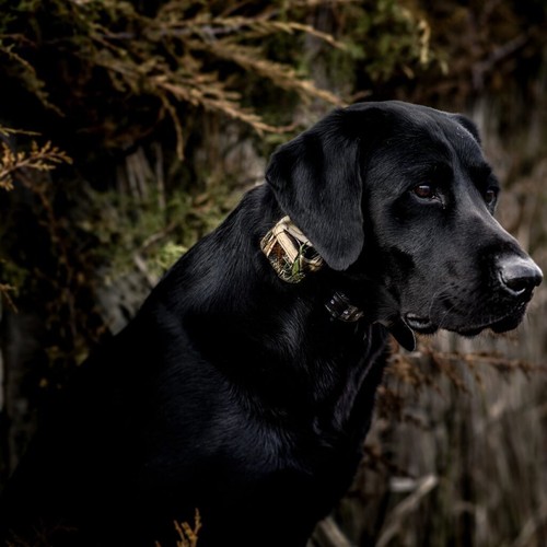 DT Systems MR 1100 Camo Add-On Collar Dog Receiver MAXX-Range 360° - Picture 3 of 6
