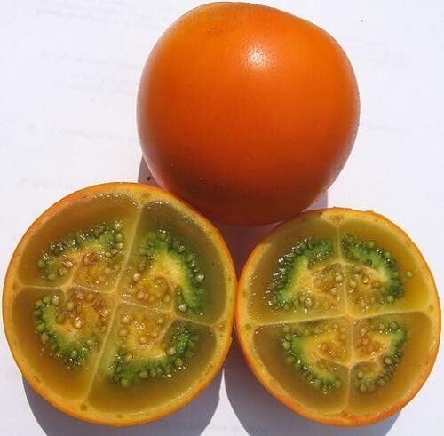 Solanum Quitoense - Naranjilla - Rare Tropical Plant Shrub Seeds (10) - Picture 1 of 1