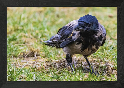 Hooded Crow (Corvus cornix) on Gras Framed Wall Art Poster Canvas Print Picture