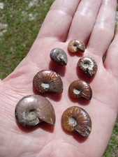 Lot of 7 Nice Fossil Ammonites Opalized Specimens! Flashing Colors of Red, ++ A3