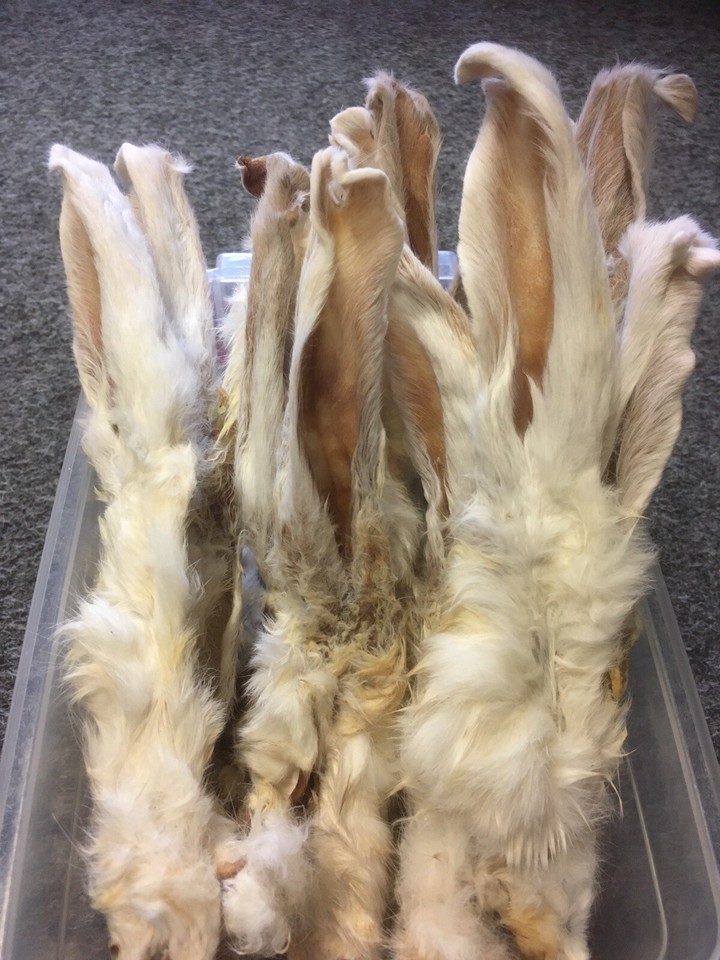 1kg FURRY Rabbit Ears with FUR HAIR For Dogs Clearance Price Treats Raw ...