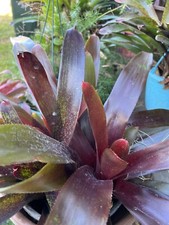 Exotic TROPICAL LANDSCAPE PLANT Pup Bromeliad purple green colorful -unbranded
