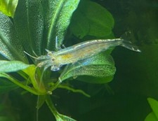 20 2 Amano Algae Eater - Freshwater Neocaridina Aquarium Shrimp. Live Guarantee
