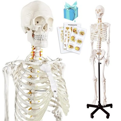 Life Size Human Skeleton Model 70.8'' with Nervous System & Rolling Stand for Stu