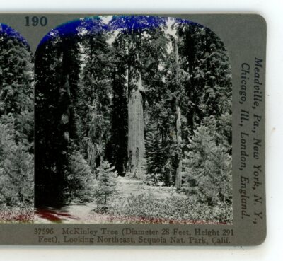 McKinley Tree Sequoia National Park CA California Keystone Stereoview