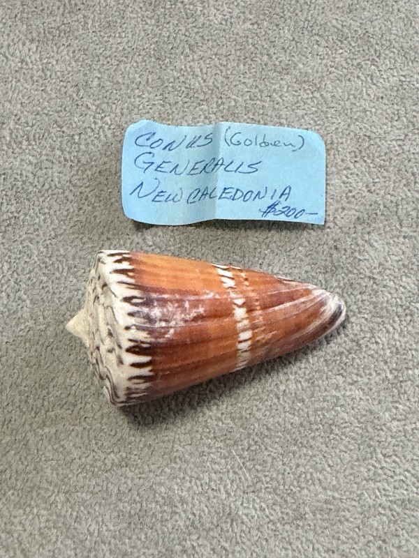 CONUS GENERALIS SEASHELL 69.03mm Large Golden Color- New Caledonia