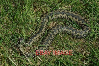 PHOTO  MERSEA ISLAND ADDER A FULL VIEW OF THE BRITAINÂS ONLY VENOMOUS SNAKE. 2