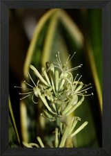 Dracaena trifasciata Framed Wall Art Poster Canvas Print Picture